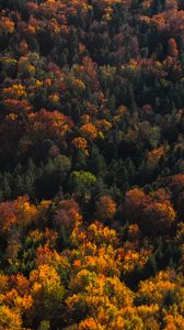 Preview wallpaper forest, aerial view, trees, autumn, nature