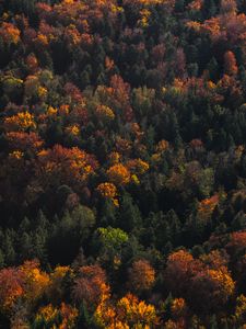 Preview wallpaper forest, aerial view, trees, autumn, nature