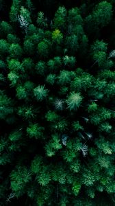 Preview wallpaper forest, aerial view, trees, green, tops