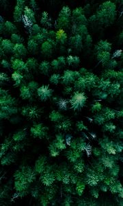 Preview wallpaper forest, aerial view, trees, green, tops