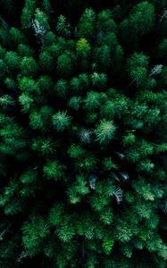 Preview wallpaper forest, aerial view, trees, green, tops