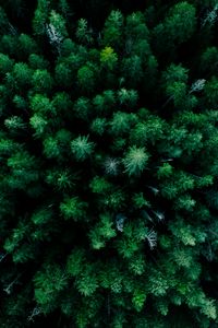 Preview wallpaper forest, aerial view, trees, green, tops