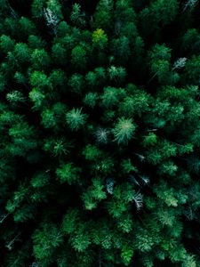 Preview wallpaper forest, aerial view, trees, green, tops