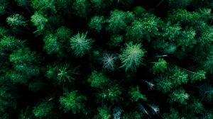 Preview wallpaper forest, aerial view, trees, green, tops