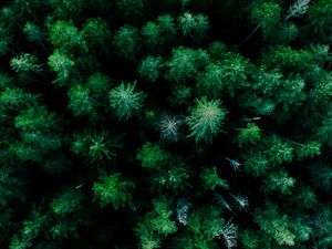 Preview wallpaper forest, aerial view, trees, green, tops