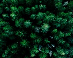 Preview wallpaper forest, aerial view, trees, green, tops