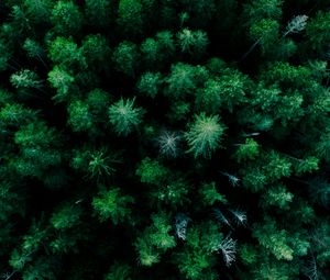 Preview wallpaper forest, aerial view, trees, green, tops