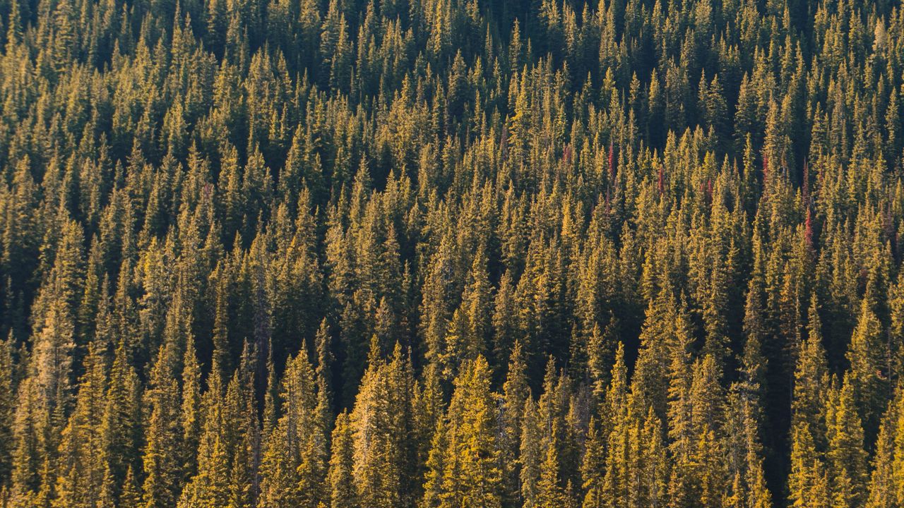 Wallpaper forest, aerial view, trees, pines, coniferous, green