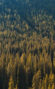 Preview wallpaper forest, aerial view, trees, pines, coniferous, green