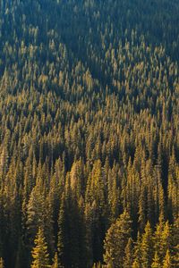 Preview wallpaper forest, aerial view, trees, pines, coniferous, green