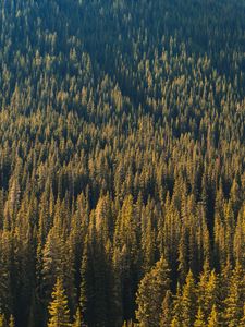 Preview wallpaper forest, aerial view, trees, pines, coniferous, green