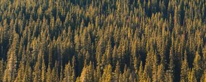 Preview wallpaper forest, aerial view, trees, pines, coniferous, green