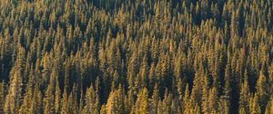 Preview wallpaper forest, aerial view, trees, pines, coniferous, green