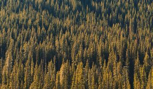 Preview wallpaper forest, aerial view, trees, pines, coniferous, green