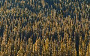 Preview wallpaper forest, aerial view, trees, pines, coniferous, green