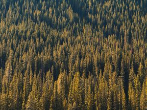 Preview wallpaper forest, aerial view, trees, pines, coniferous, green