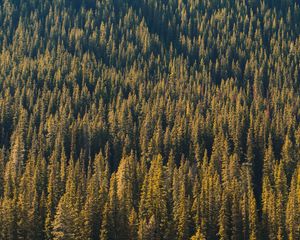 Preview wallpaper forest, aerial view, trees, pines, coniferous, green