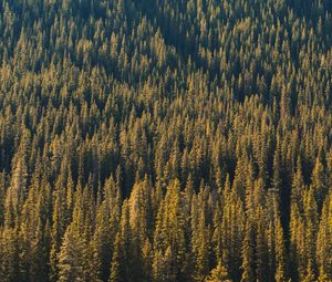 Preview wallpaper forest, aerial view, trees, pines, coniferous, green