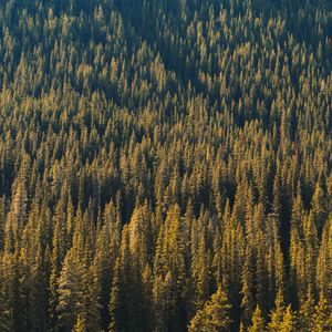 Preview wallpaper forest, aerial view, trees, pines, coniferous, green