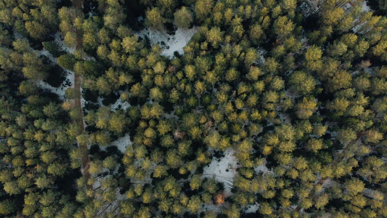 Wallpaper forest, aerial view, trees, green, snow