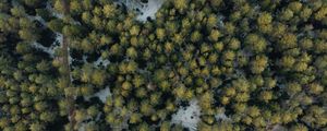 Preview wallpaper forest, aerial view, trees, green, snow