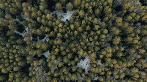 Preview wallpaper forest, aerial view, trees, green, snow