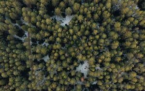 Preview wallpaper forest, aerial view, trees, green, snow
