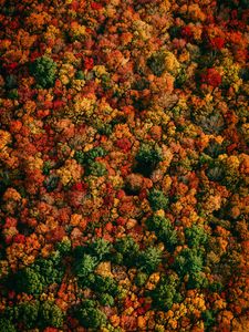 Preview wallpaper forest, aerial view, trees, autumn, colorful