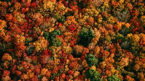 Preview wallpaper forest, aerial view, trees, autumn, colorful
