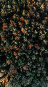 Preview wallpaper forest, aerial view, trees, tops, nature