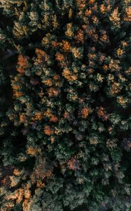 Preview wallpaper forest, aerial view, trees, tops, nature