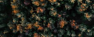 Preview wallpaper forest, aerial view, trees, tops, nature