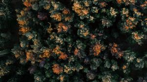 Preview wallpaper forest, aerial view, trees, tops, nature