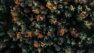 Preview wallpaper forest, aerial view, trees, tops, nature