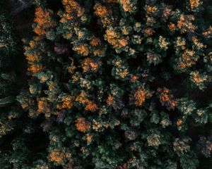 Preview wallpaper forest, aerial view, trees, tops, nature