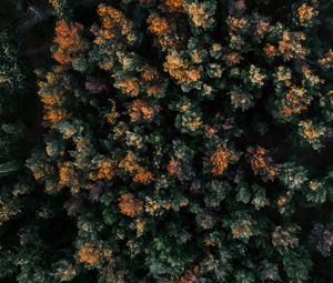 Preview wallpaper forest, aerial view, trees, tops, nature