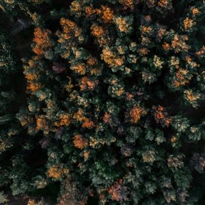 Preview wallpaper forest, aerial view, trees, tops, nature