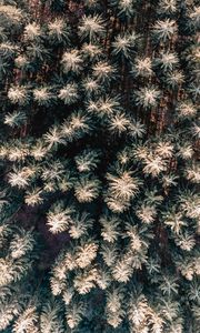 Preview wallpaper forest, aerial view, trees, pines