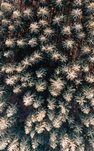 Preview wallpaper forest, aerial view, trees, pines