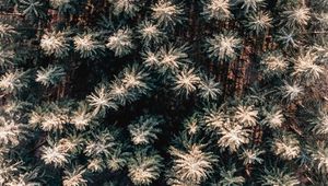 Preview wallpaper forest, aerial view, trees, pines