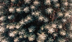 Preview wallpaper forest, aerial view, trees, pines