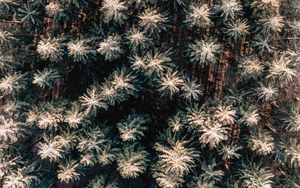Preview wallpaper forest, aerial view, trees, pines