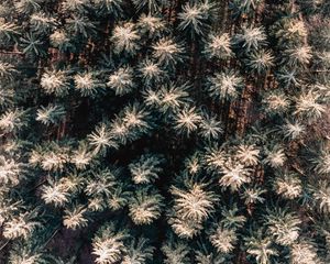 Preview wallpaper forest, aerial view, trees, pines