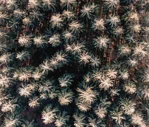 Preview wallpaper forest, aerial view, trees, pines