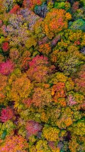 Preview wallpaper forest, autumn, aerial view
