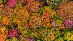 Preview wallpaper forest, autumn, aerial view