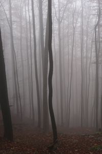 Preview wallpaper forest, autumn, darkness, trees, fog