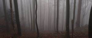 Preview wallpaper forest, autumn, darkness, trees, fog