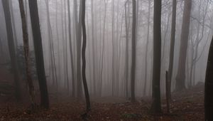 Preview wallpaper forest, autumn, darkness, trees, fog