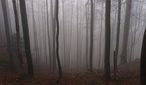 Preview wallpaper forest, autumn, darkness, trees, fog